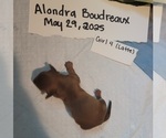 Puppy Female 4 Latte Dachshund