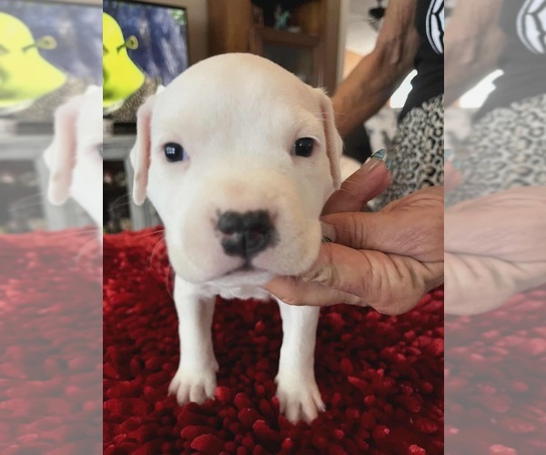 Medium Photo #12 American Staffordshire Terrier Puppy For Sale in BROOKSVILLE, FL, USA