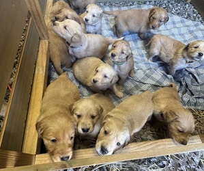 Golden Retriever Puppy for Sale in APPOMATTOX, Virginia USA