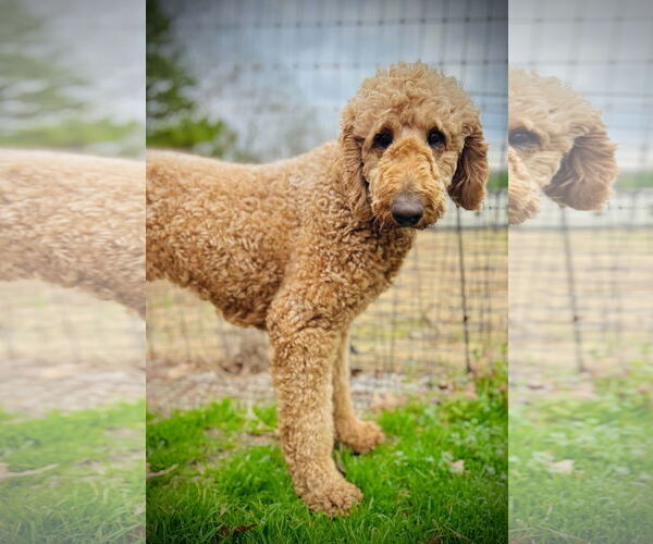 Medium Photo #2 Labradoodle Puppy For Sale in Pacolet, SC, USA
