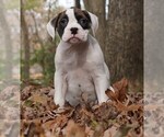 Small Photo #2 Boxer Puppy For Sale in WARSAW, IN, USA