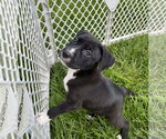 Small #11 American Pit Bull Terrier Mix