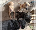 Small #1 American Pit Bull Terrier Mix