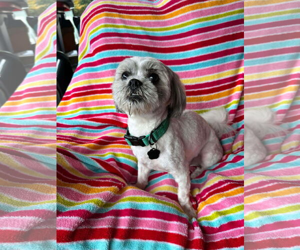 Medium Photo #1 Shih Tzu Puppy For Sale in Menifee, CA, USA