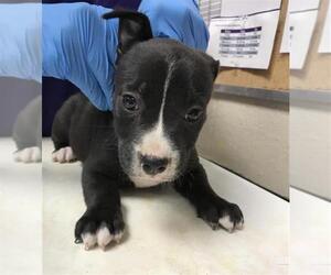 American Pit Bull Terrier-Unknown Mix Dogs for adoption in Conroe, TX, USA
