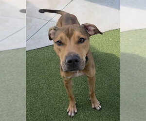 BOSS - Male Plott Hound Dog for Adoption - Photo #3