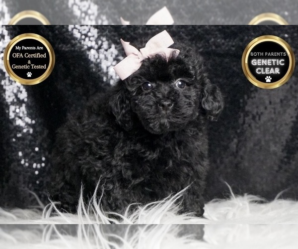 Medium Photo #6 Poodle (Toy) Puppy For Sale in WARSAW, IN, USA