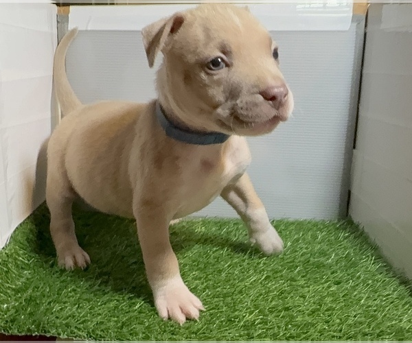 Medium Photo #5 American Bully Puppy For Sale in PERRIS, CA, USA