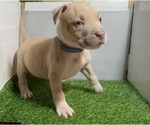 Small #4 American Bully