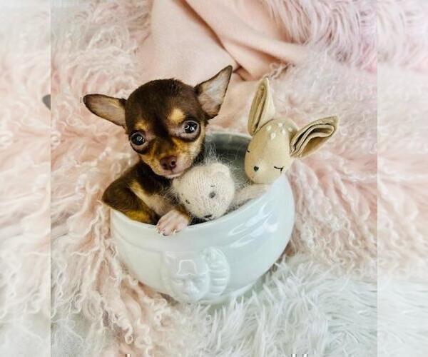 Medium Photo #10 Chihuahua Puppy For Sale in TAMPA, FL, USA