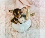 Small #9 Chihuahua