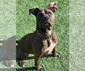 American Bulldog-Mountain Cur Mix Dogs for adoption in New Orleans, LA, USA