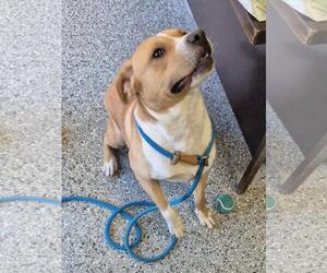 American Staffordshire Terrier-Eurasier Mix Dogs for adoption in Front Royal, VA, USA