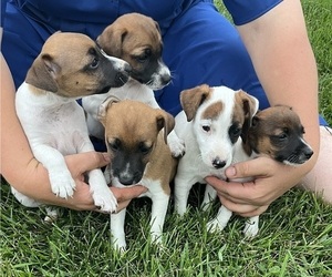 Jack Russell Terrier Litter for sale in KALONA, IA, USA