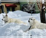 Small Photo #4 Great Pyrenees Puppy For Sale in Bountiful, UT, USA