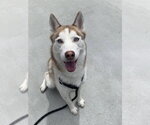 Small #2 Siberian Husky