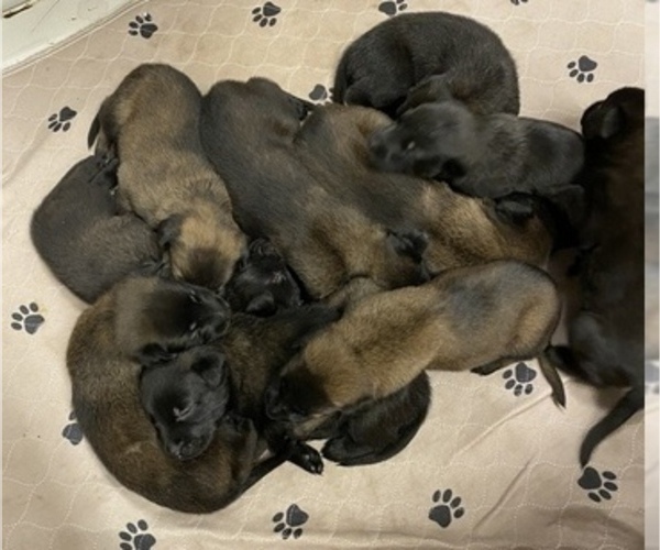 Medium Photo #8 Belgian Malinois Puppy For Sale in LABADIE, MO, USA