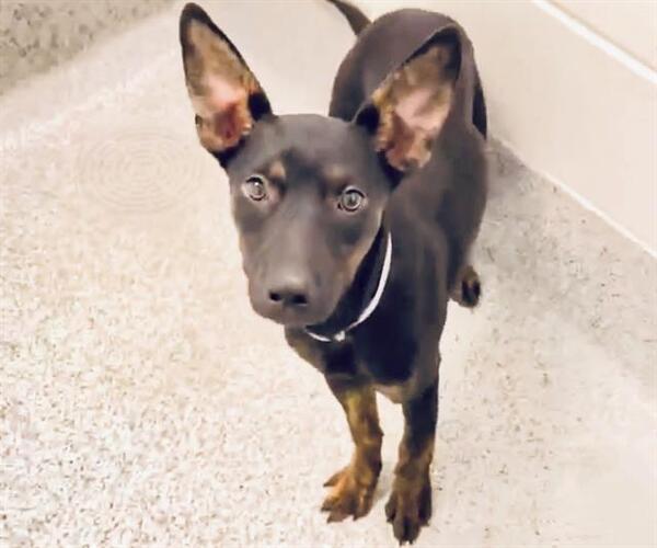 Medium Photo #2 Mutt Puppy For Sale in Houston, TX, USA