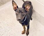 Small #1 Mutt