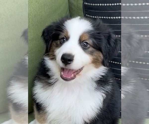Medium Photo #1 Miniature Australian Shepherd Puppy For Sale in LA CANADA FLINTRIDGE, CA, USA