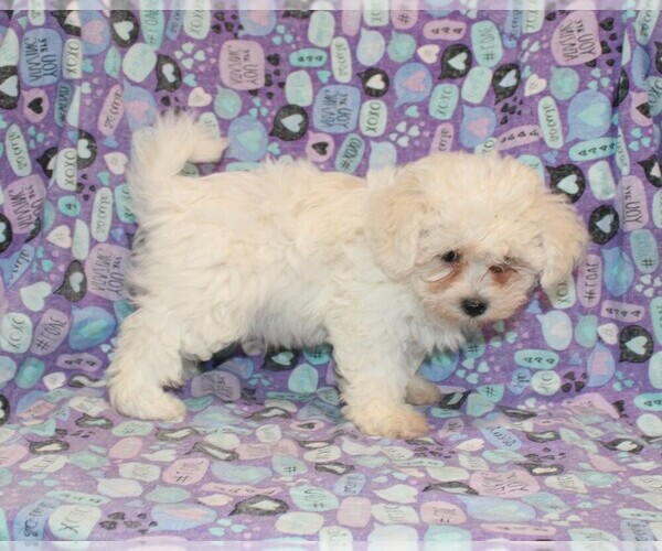 Medium Photo #3 Zuchon Puppy For Sale in BLOOMINGTON, IN, USA