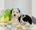 Small #5 Miniature Bernedoodle