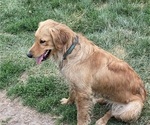 Small Photo #1 Golden Retriever Puppy For Sale in CLEVELAND, TN, USA