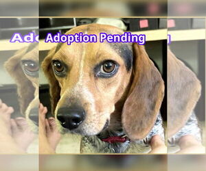 Beagle Dogs for adoption in Dunnellon, FL, USA
