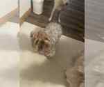 Small Mutt