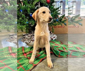 Mutt Dogs for adoption in Minneapolis, MN, USA