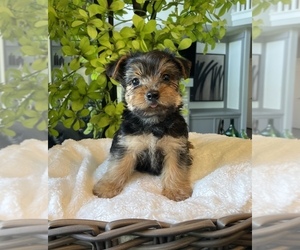 Yorkshire Terrier Puppy for sale in FRANKLIN, IN, USA