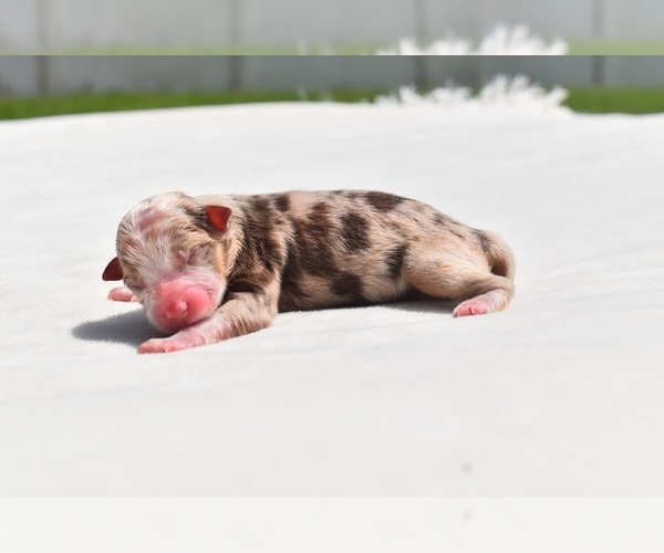 Medium Photo #2 Miniature Australian Shepherd Puppy For Sale in PALM COAST, FL, USA