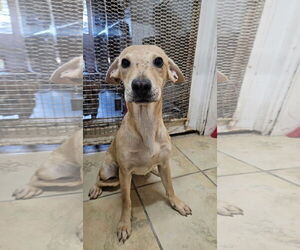 Labrador Retriever-Unknown Mix Dogs for adoption in El Centro, CA, USA