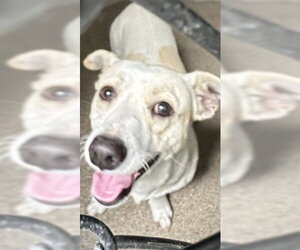 Chihuahua-Unknown Mix Dogs for adoption in San Bernardino, CA, USA