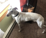 Small Photo #1 Whippet Puppy For Sale in NAMPA, ID, USA