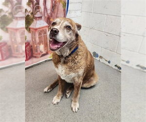 Shepradors Dogs for adoption in San Bernardino, CA, USA