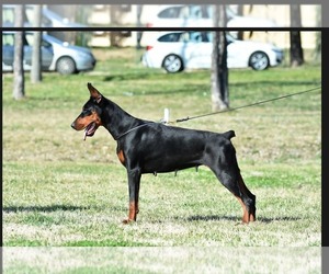 Mother of the Doberman Pinscher puppies born on 09/10/2026