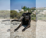 Small Photo #24 Mastiff Puppy For Sale in HEMET, CA, USA