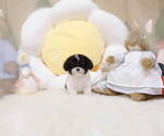 Small Photo #4 Poodle (Toy) Puppy For Sale in Seoul, Seoul, Korea, South