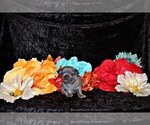 Small Photo #48 Chihuahua Puppy For Sale in CHARLESTON, AR, USA