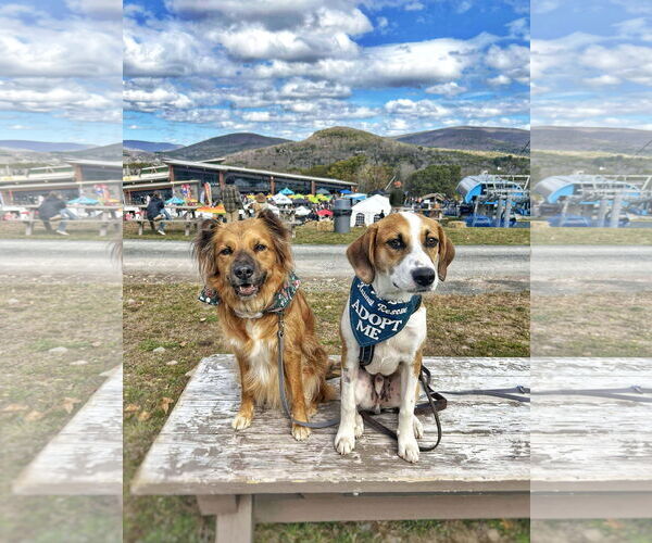 Medium Photo #23 Beagle-Unknown Mix Puppy For Sale in Fultonham, NY, USA