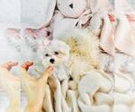 Small Photo #4 Maltese Puppy For Sale in FORT LAUDERDALE, FL, USA