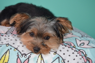Yorkshire Terrier Puppy for sale in STATEN ISLAND, NY, USA