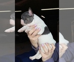 Small Photo #3 French Bulldog Puppy For Sale in HILTON, NY, USA