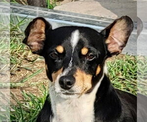 Nathan (VA) - Male Toy Rat Doxie Dog for Adoption - Photo #4