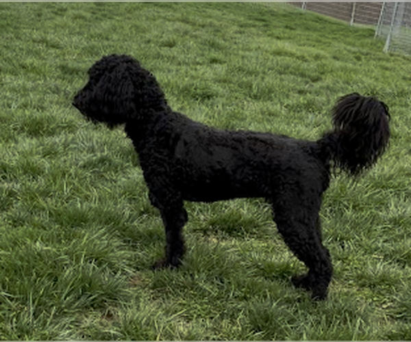 Medium Photo #2 Goldendoodle Puppy For Sale in Sistersville, WV, USA