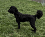Small #1 Goldendoodle