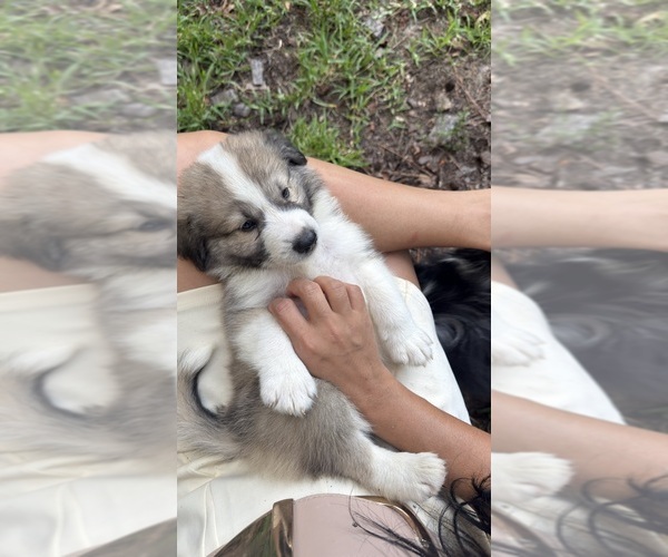 Medium Photo #77 Aussie Pyrenees Puppy For Sale in LEXINGTON, SC, USA