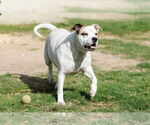 Small #14 Bullboxer Pit