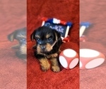 Small Photo #15 Yorkshire Terrier Puppy For Sale in AKRON, OH, USA